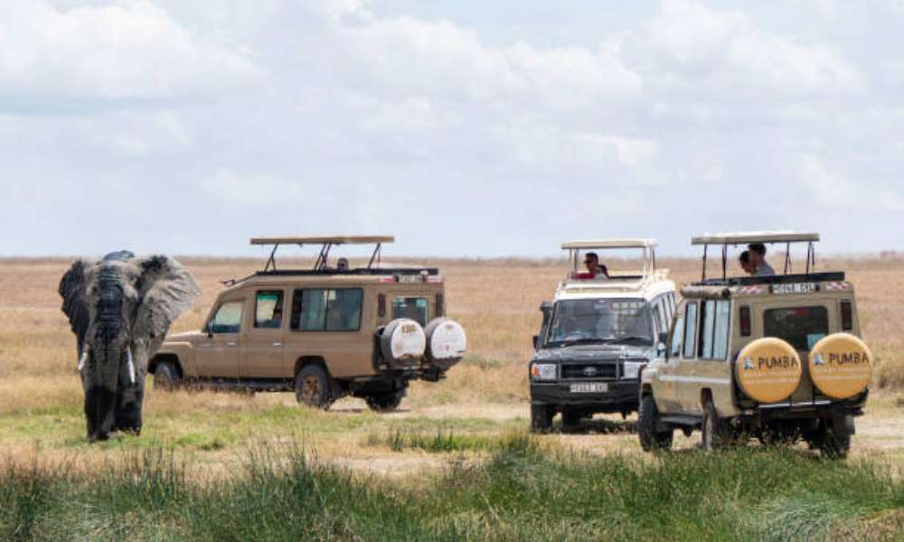 Luxury Safari Experiences in Africa